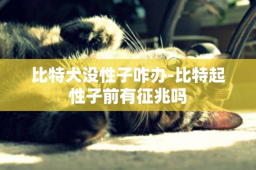 比特犬沒性子咋辦-比特起性子前有征兆嗎