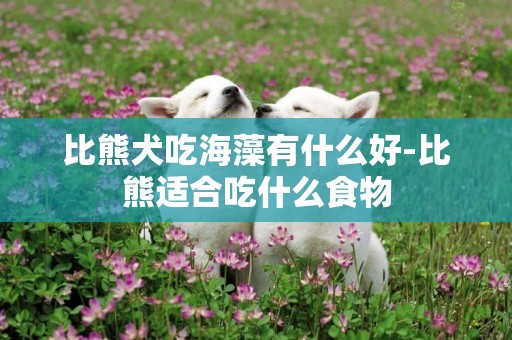 比熊犬吃海藻有什么好-比熊適合吃什么食物
