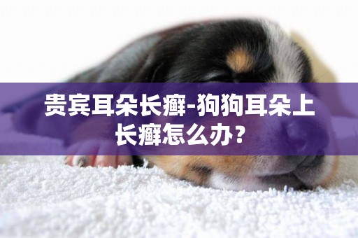 貴賓耳朵長癬-狗狗耳朵上長癬怎么辦？