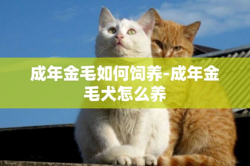 成年金毛如何飼養-成年金毛犬怎么養