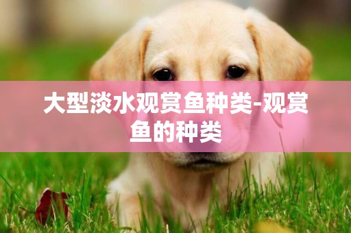 大型淡水觀賞魚種類-觀賞魚的種類