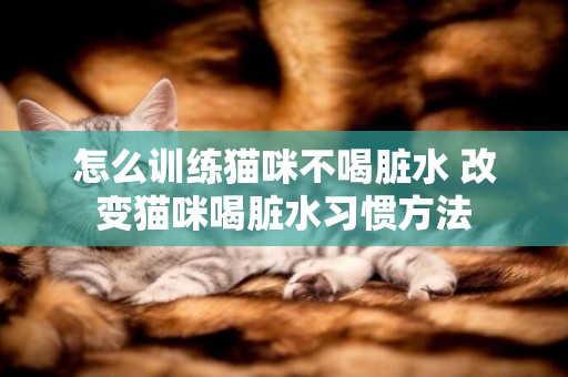 怎么訓練貓咪不喝臟水 改變貓咪喝臟水習慣方法