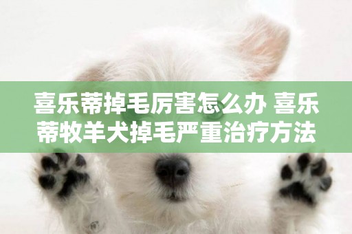 喜樂蒂掉毛厲害怎么辦 喜樂蒂牧羊犬掉毛嚴重治療方法