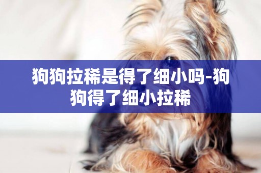 狗狗拉稀是得了細小嗎-狗狗得了細小拉稀