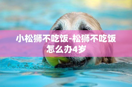 小松獅不吃飯-松獅不吃飯怎么辦4歲