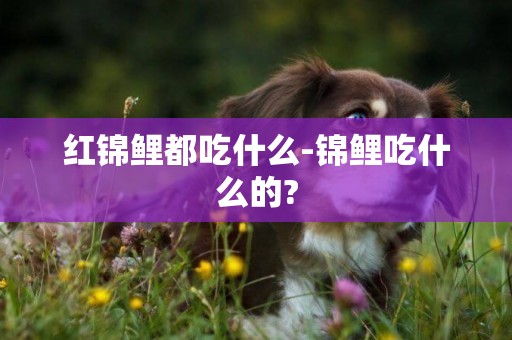 紅錦鯉都吃什么-錦鯉吃什么的?