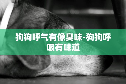 狗狗呼氣有像臭味-狗狗呼吸有味道