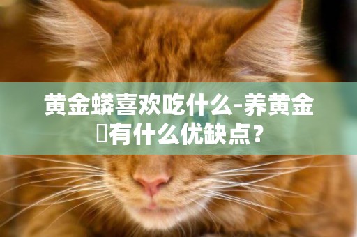 黃金蟒喜歡吃什么-養黃金蠎有什么優缺點？