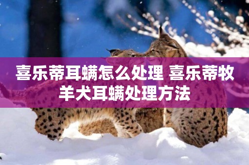 喜樂蒂耳螨怎么處理 喜樂蒂牧羊犬耳螨處理方法