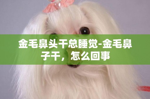 金毛鼻頭干總睡覺-金毛鼻子干，怎么回事