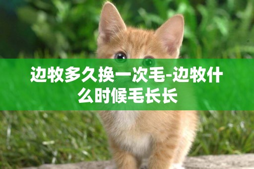 邊牧多久換一次毛-邊牧什么時候毛長長