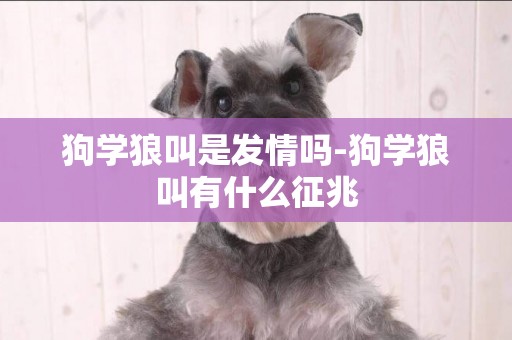 狗學狼叫是發情嗎-狗學狼叫有什么征兆