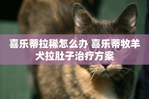 喜樂蒂拉稀怎么辦 喜樂蒂牧羊犬拉肚子治療方案