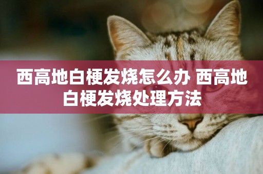 西高地白梗發燒怎么辦 西高地白梗發燒處理方法