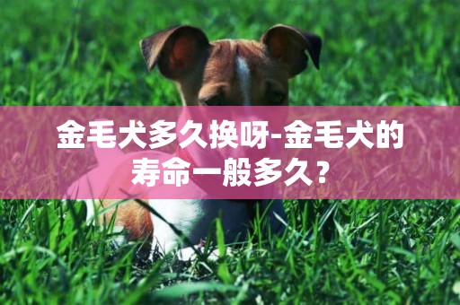 金毛犬多久換呀-金毛犬的壽命一般多久？