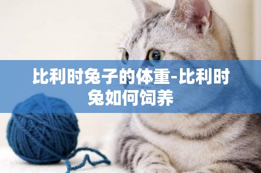 比利時兔子的體重-比利時兔如何飼養