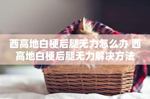 西高地白梗后腿無力怎么辦 西高地白梗后腿無力解決方法