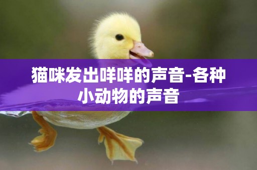貓咪發出咩咩的聲音-各種小動物的聲音