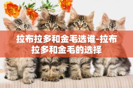 拉布拉多和金毛選誰-拉布拉多和金毛的選擇