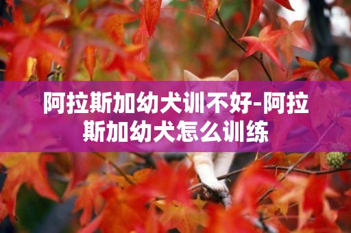 阿拉斯加幼犬訓不好-阿拉斯加幼犬怎么訓練