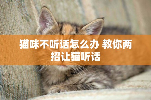 貓咪不聽話怎么辦 教你兩招讓貓聽話