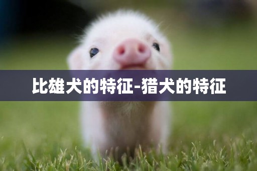 比雄犬的特征-獵犬的特征