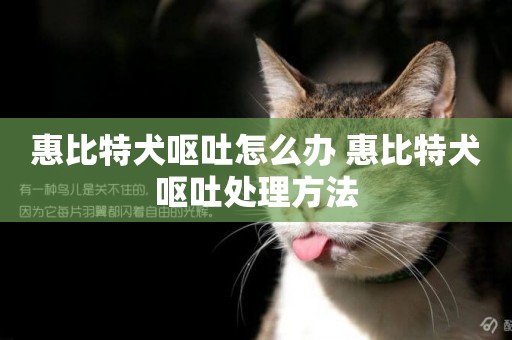 惠比特犬嘔吐怎么辦 惠比特犬嘔吐處理方法