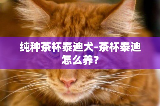 純種茶杯泰迪犬-茶杯泰迪怎么養？