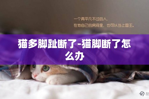 貓多腳趾斷了-貓腳斷了怎么辦