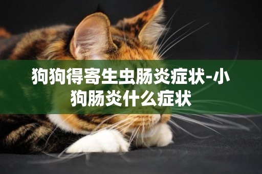 狗狗得寄生蟲腸炎癥狀-小狗腸炎什么癥狀
