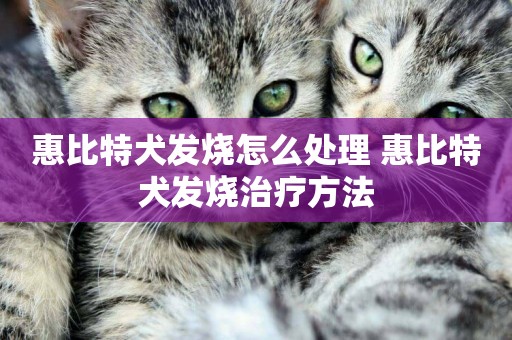 惠比特犬發燒怎么處理 惠比特犬發燒治療方法