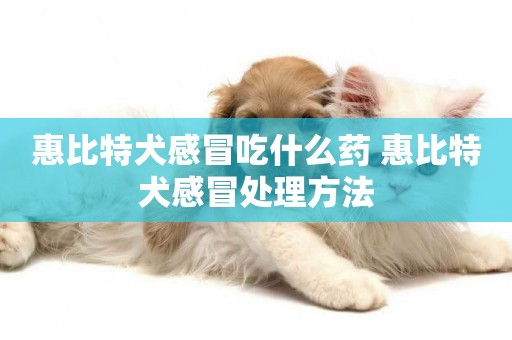 惠比特犬感冒吃什么藥 惠比特犬感冒處理方法