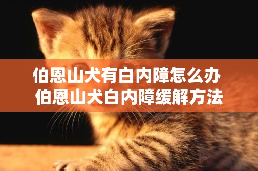 伯恩山犬有白內障怎么辦 伯恩山犬白內障緩解方法
