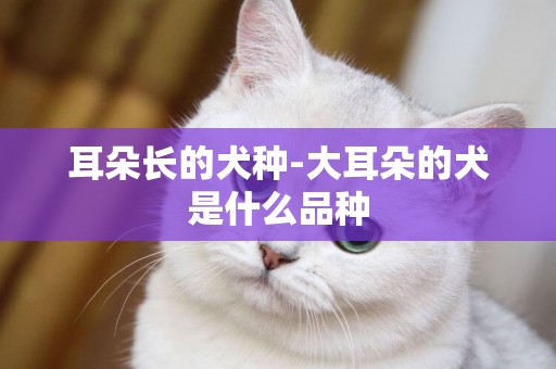 耳朵長的犬種-大耳朵的犬是什么品種