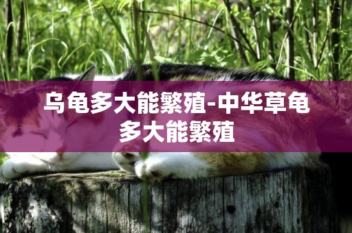 烏龜多大能繁殖-中華草龜多大能繁殖