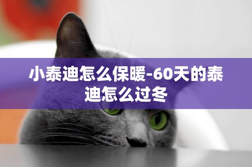 小泰迪怎么保暖-60天的泰迪怎么過冬