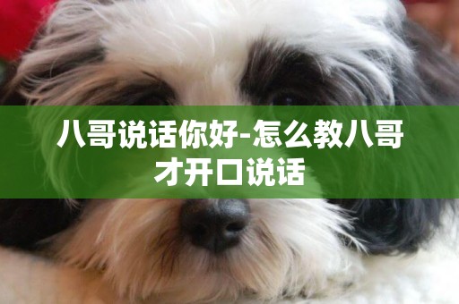 八哥說話你好-怎么教八哥才開口說話