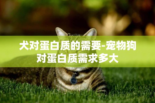 犬對蛋白質的需要-寵物狗對蛋白質需求多大