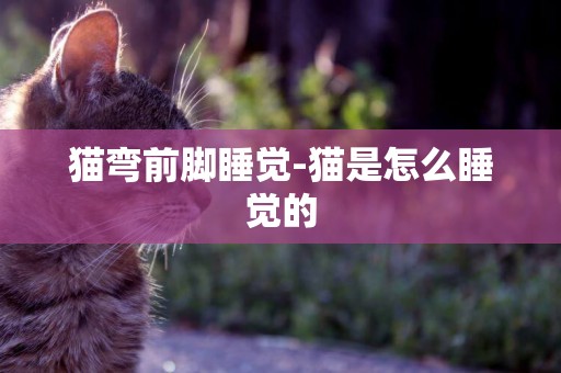 貓彎前腳睡覺-貓是怎么睡覺的