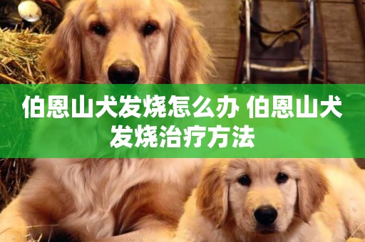 伯恩山犬發燒怎么辦 伯恩山犬發燒治療方法