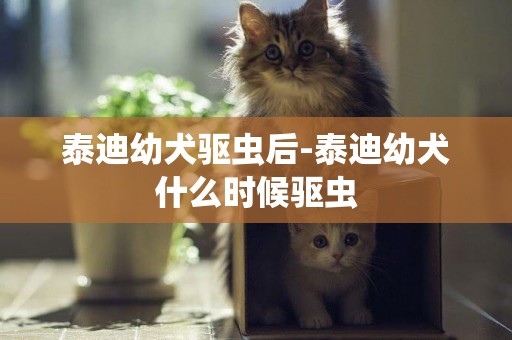 泰迪幼犬驅蟲后-泰迪幼犬什么時候驅蟲