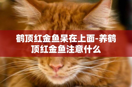 鶴頂紅金魚呆在上面-養鶴頂紅金魚注意什么