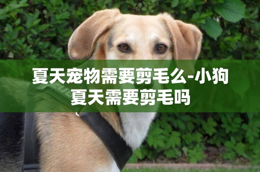 夏天寵物需要剪毛么-小狗夏天需要剪毛嗎
