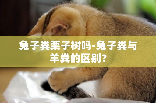 兔子糞栗子樹嗎-兔子糞與羊糞的區別？