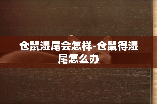 倉鼠濕尾會怎樣-倉鼠得濕尾怎么辦