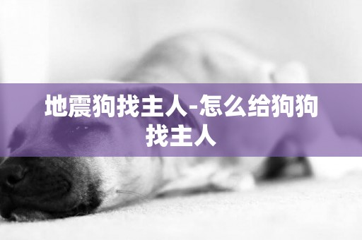 地震狗找主人-怎么給狗狗找主人