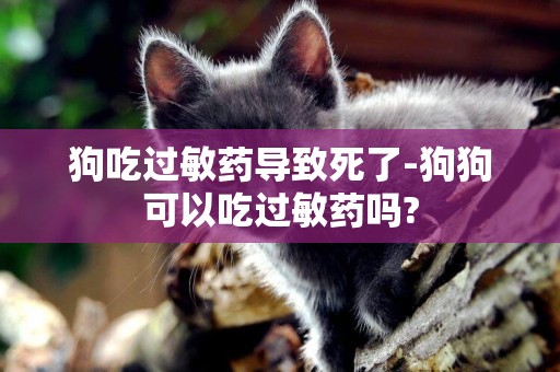 狗吃過敏藥導致死了-狗狗可以吃過敏藥嗎?