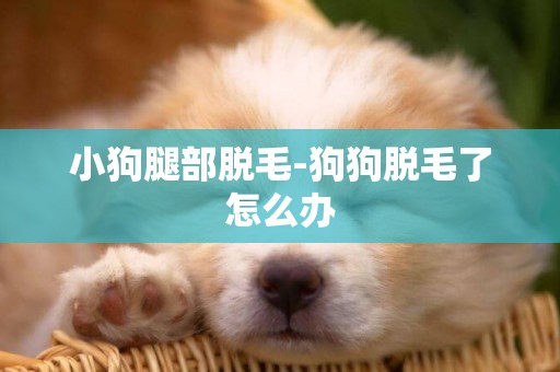 小狗腿部脫毛-狗狗脫毛了怎么辦