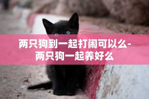 兩只狗到一起打鬧可以么-兩只狗一起養好么