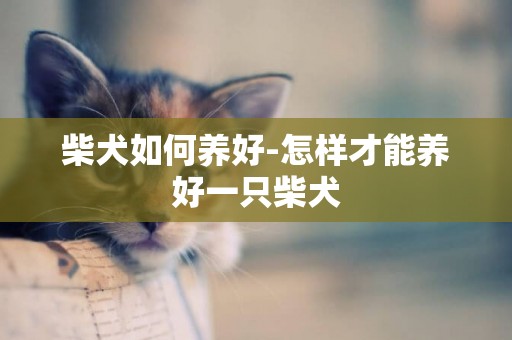 柴犬如何養好-怎樣才能養好一只柴犬